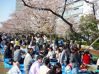 Hanami Party - Networking Party